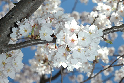 SAKURA