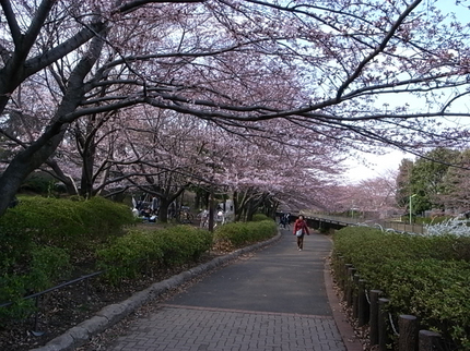 sakura1003.jpg