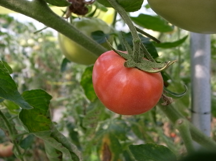 tomato05.jpg